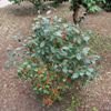 Jim Dandy Winterberry Holly